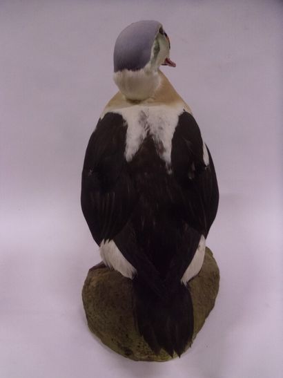 Eider à tête grise (Somateria spectabilis)...