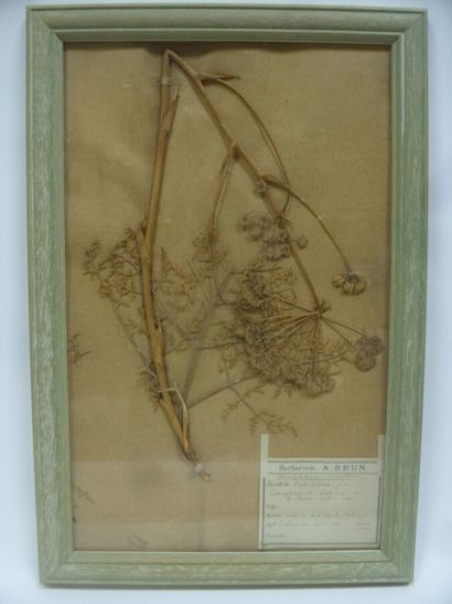 Un cadre vitré contenant une planche d'herbier...