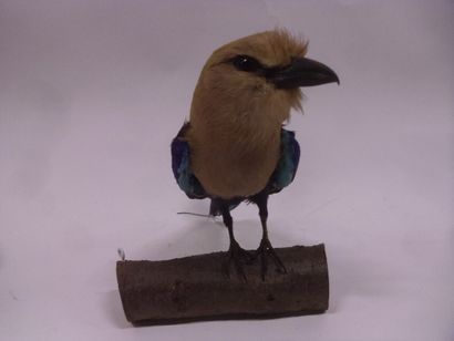 Rollier à ventre bleu (Coracias cyanogaster)...