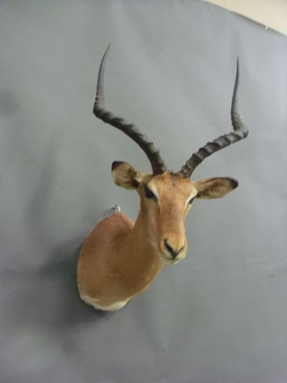 Impala (Aepyceros melampus) (CH) : tête en...