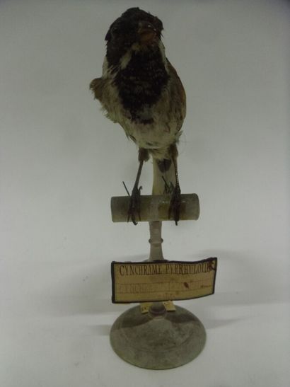 Bruant des roseaux (Emberiza schoeniclus)...