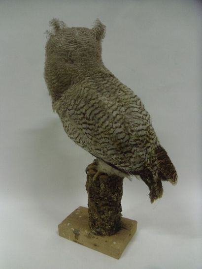 Grand-duc du Népal (Bubo nipalensis) (II/B)...