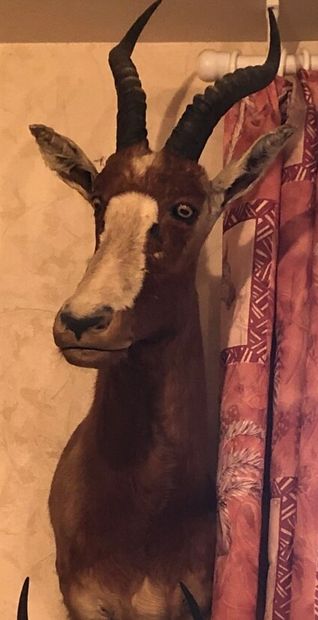 Blesbok (Damaliscus pygargus) (CH) : tête...