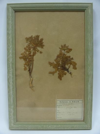 Un cadre vitré contenant une planche d'herbier...
