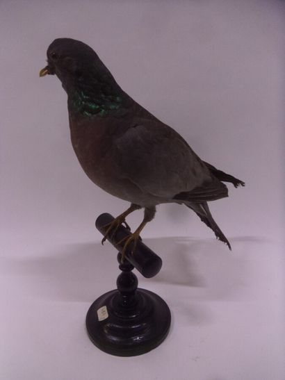 Pigeon colombin (Columba oenas) (CH) : spécimen...