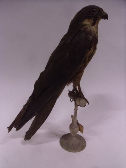 Faucon d'Eléonore (Falco eleonorae) (II/A)...