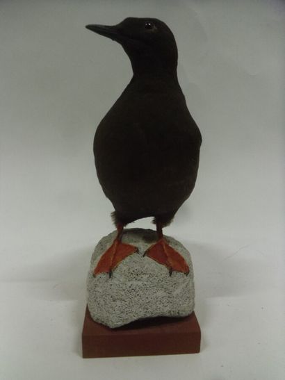 Guillemot à miroir (Cepphus grylle) (CE)...