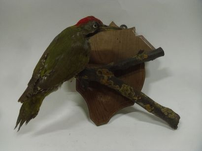 Pic de Levaillant (Picus vaillantii) (CE)...