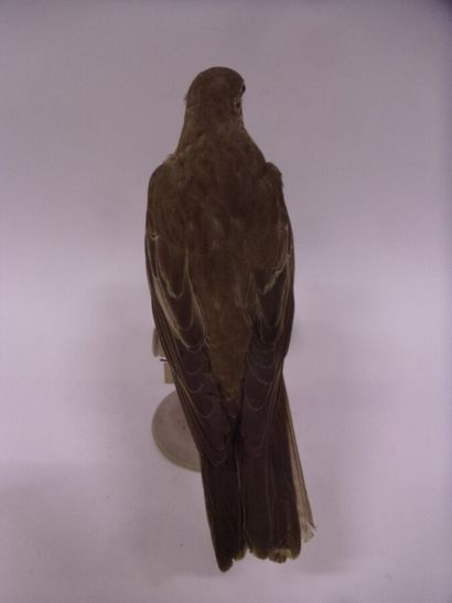 Grive draine (Turdus viscivorus) (CH) : spécimen...