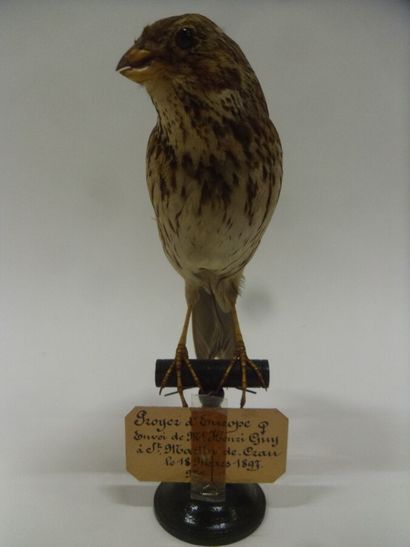 Bruant proyer (Emberiza calandra) (CE) :...
