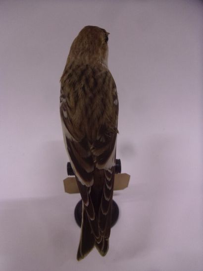 Bruant des neiges (Plectrophenax nivalis)...