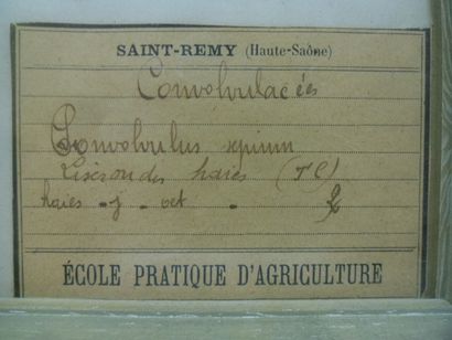Un cadre vitré contenant une planche d'herbier...