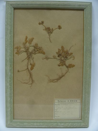 Un cadre vitré contenant une planche d'herbier...