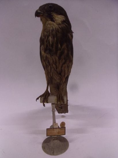 Faucon d'Eléonore (Falco eleonorae) (II/A)...
