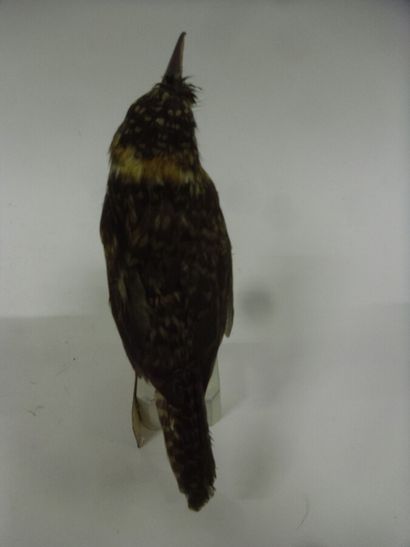 Tamatia tamajac (Nystalus maculatus) (NR)...