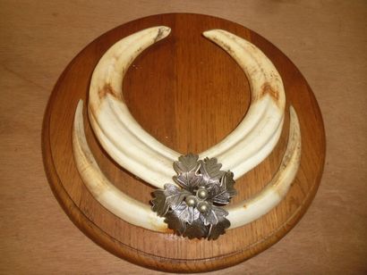 Phacochère d'Afrique (Phacochoerus aethiopicus)...