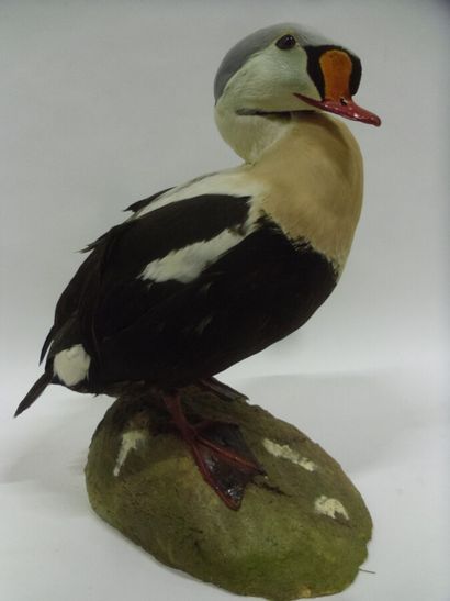 Eider à tête grise (Somateria spectabilis)...
