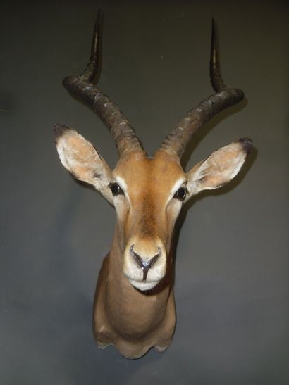 Impala (Aepyceros melampus) (CH) : tête en...