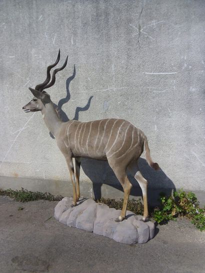 Petit koudou (Tragelaphus imberbis)(CH) :...