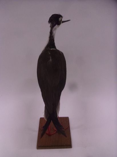 Echasse d'Amérique (Himantopus mexicanus)...