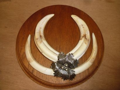 Phacochère d'Afrique (Phacochoerus aethiopicus)...