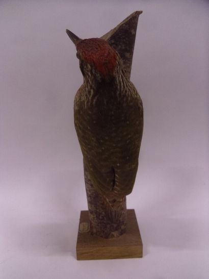 Pic vert (Picus viridis) (CE) : spécimen...