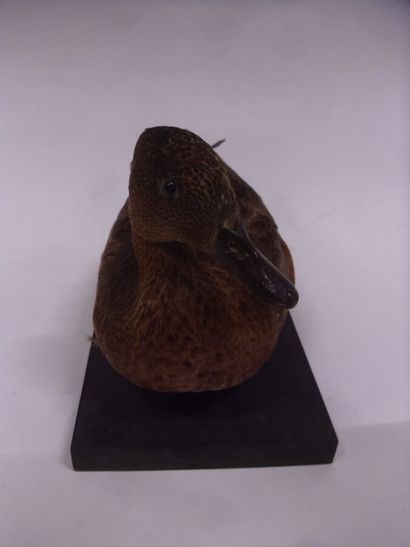 Canard siffleur (Anas penelope) (CH) : spécimen...