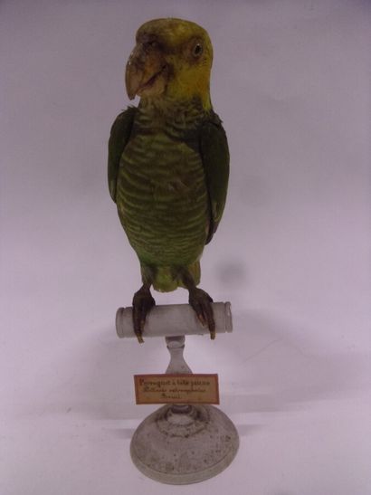 Amazone à face jaune (Alipiopsitta xanthops)...