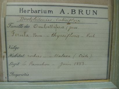 Un cadre vitré contenant une planche d'herbier...
