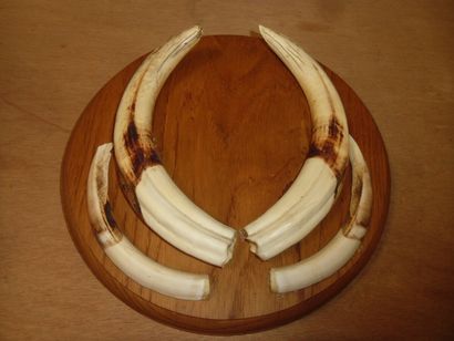 Phacochère d'Afrique (Phacochoerus aethiopicus)...