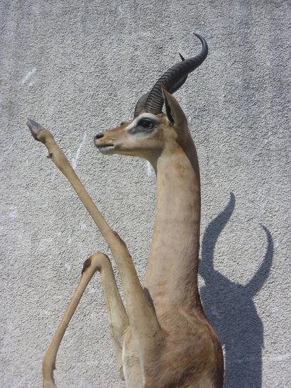 Gazelle de Waller ou Gerenuk (Litocranius...