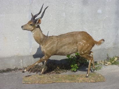 Guib harnaché (Tragelaphus scriptus) (CH)...