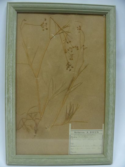 Un cadre vitré contenant une planche d'herbier...