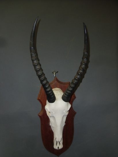 Blesbok (Damaliscus pygargus) (CH) : massacre...