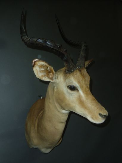 Impala (Aepyceros melampus) (CH) : tête en...