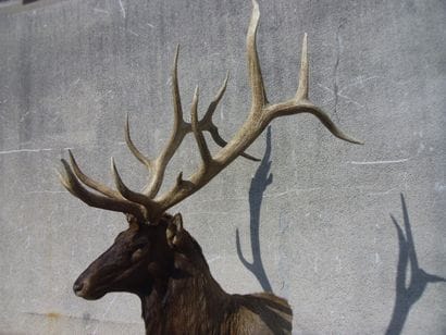 Wapiti (Cervus candensis) (CH) : tête naturalisée...