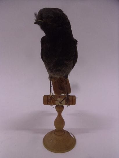 Rouge-queue noir (Phoenicurus ochruros) (CE)...
