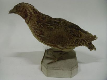 Caille des blés (Coturnix coturnix) (CH)...