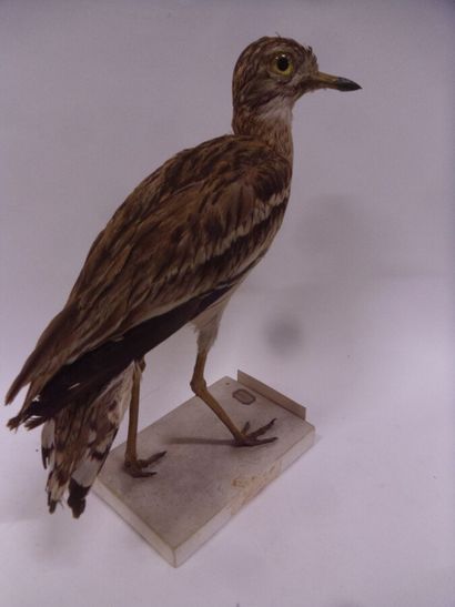 Oedicnème criard (Burhinus oedicnemus) (CE)...