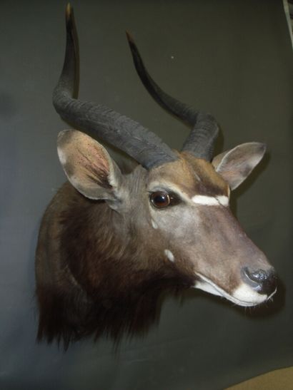 Nyala (Tragelaphus angasi) (CH) : tête en...