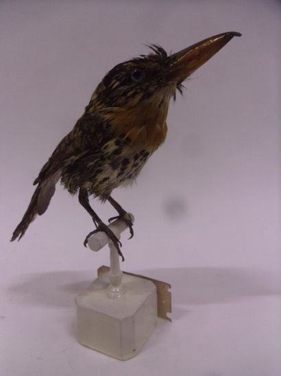Tamatia tamajac (Nystalus maculatus) (NR)...