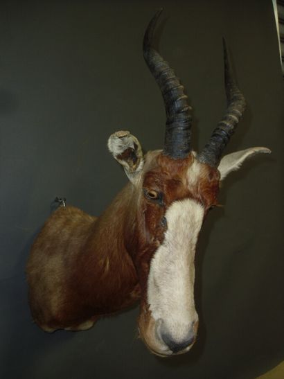 Blesbok (Damaliscus pygargus) (CH) : tête...