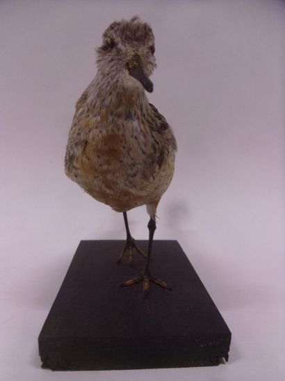 Bécasseau maubèche (Calidris canutus) (CH)...