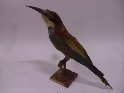 Guêpier d'Europe (Merops apiaster) (CE) :...