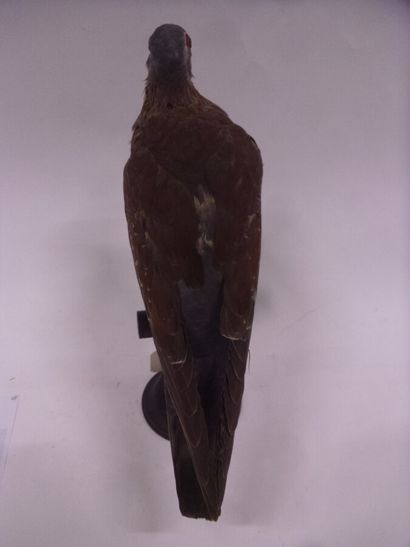Pigeon roussard (Columba guinea) (NR) : spécimen...