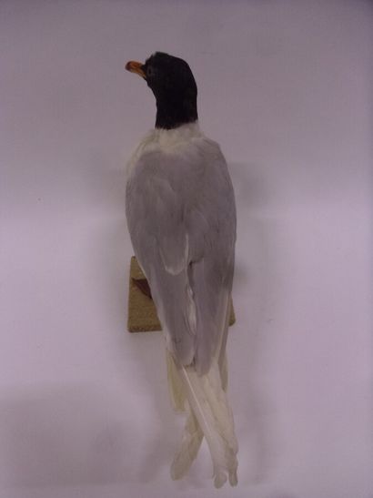 Mouette mélanocéphale (Larus melanocephalus)...