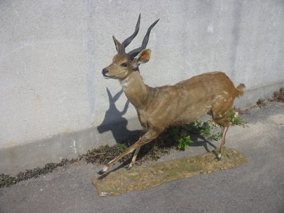 Guib harnaché (Tragelaphus scriptus) (CH)...