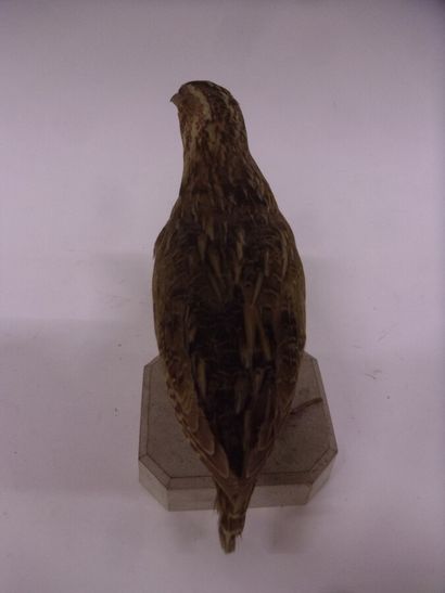 Caille des blés (Coturnix coturnix) (CH)...