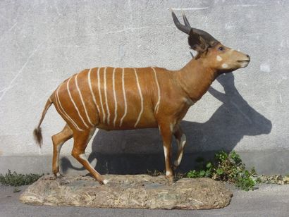 Bongo (Boocercus euryceros) (CH) : magnifique...