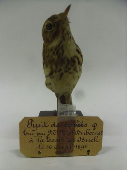 Pipit des arbres (Anthus trivialis) (CE)...